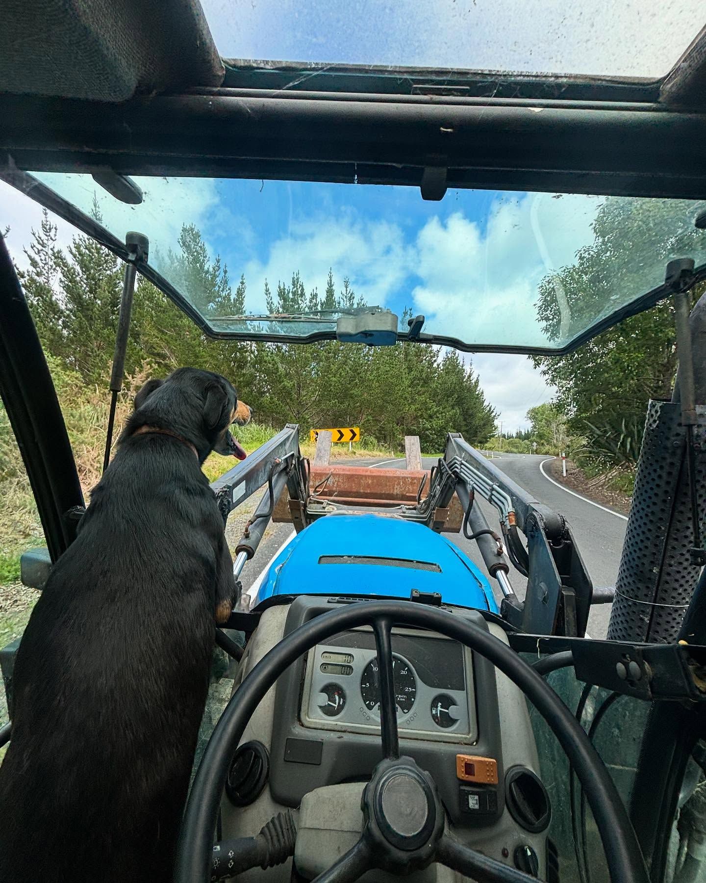 Working dog riding in the tractor cab at sunset
